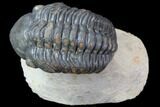 Reedops Trilobite - Atchana, Morocco #86080-1
